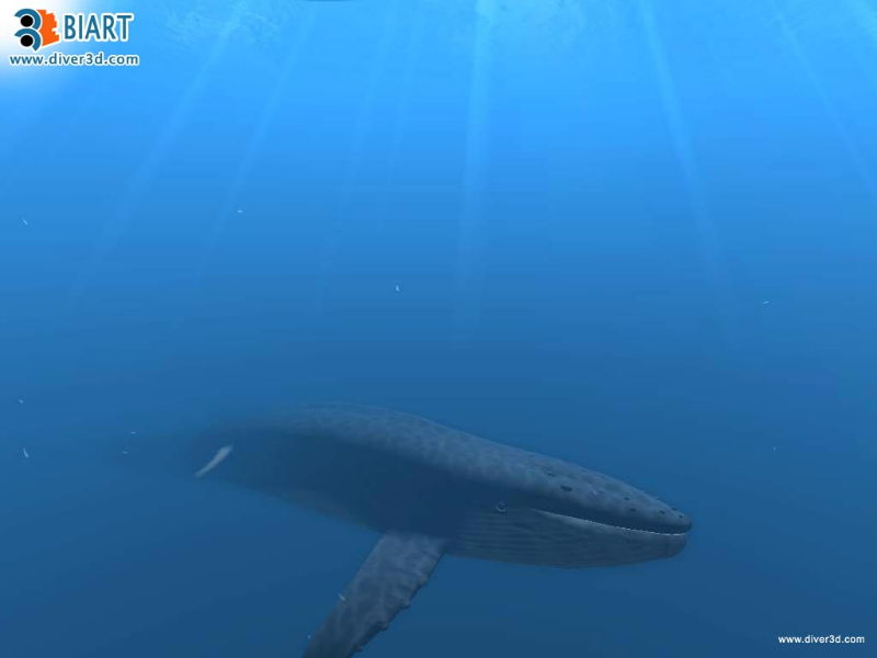 Diver: Deep Water Adventures - screenshot 150